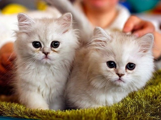 Породы кошек в Усть-Лабинске | ЗооТом портал о животных