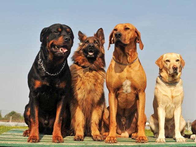 Крупные породы собак в Усть-Лабинске | ЗооТом портал о животных